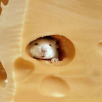 UJE_cheese_sniper_b4 - vue 2